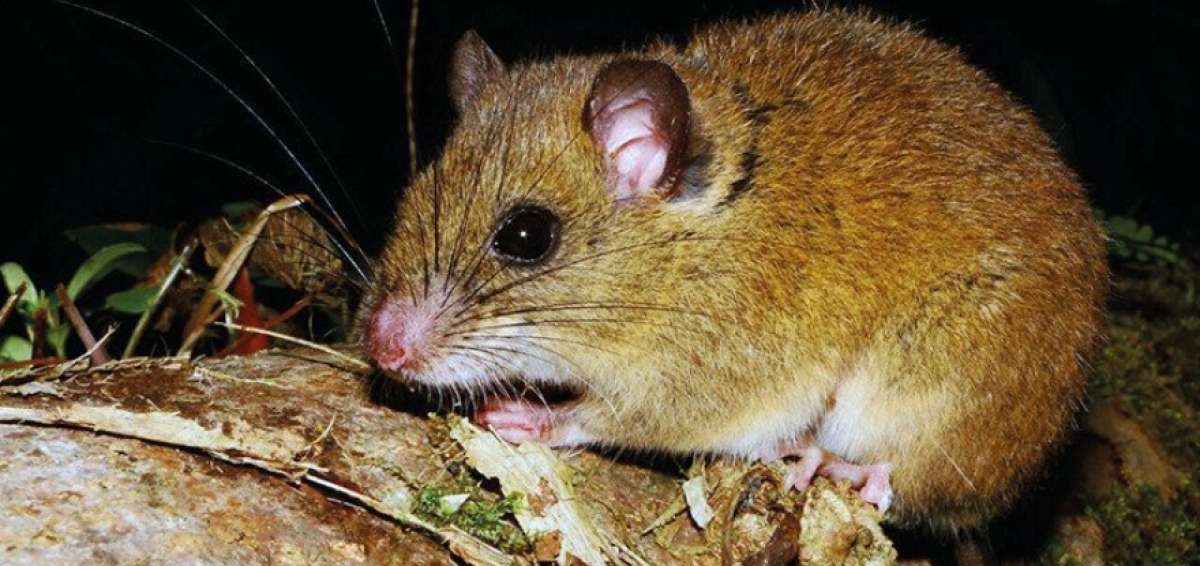 Nueva especie de mam&iacute;fero es descubierta en el Parque Nacional Sangay
