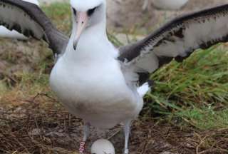 Un símbolo de esperanza para la conservación de las aves.