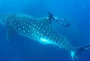 700 hembras adultas de tibur&oacute;n ballena migran cada a&ntilde;o.