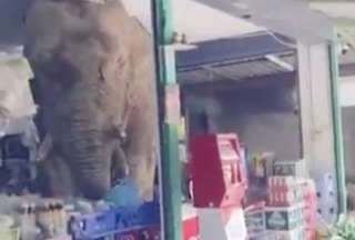 El insólito momento fue captado en video y protagonizado por un elefante salvaje que entró en una tienda a “robar”.