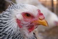Sector avícola de Tungurahua corre riesgo de quebrar por movilizaciones