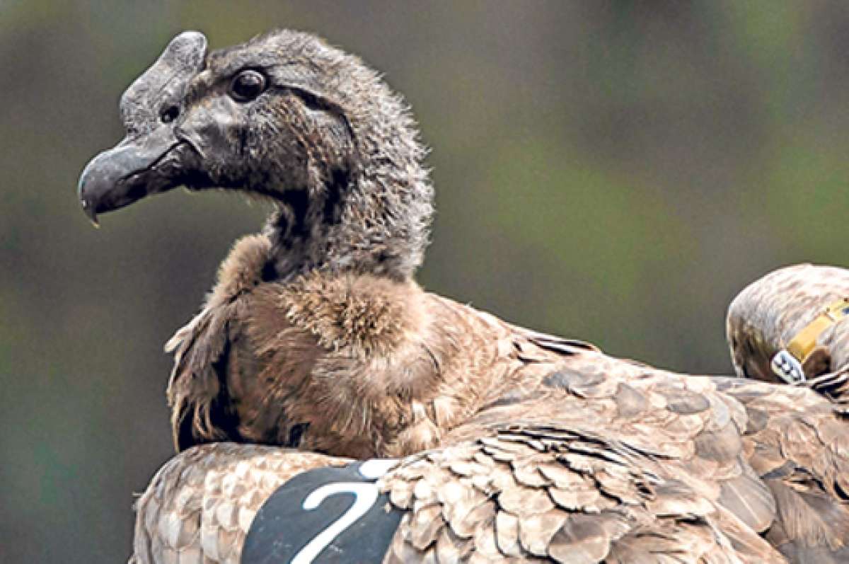 El c&oacute;ndor andino es considerado un ave migratoria en nuestro pa&iacute;s. Esta especie es monitoreada. Foto: Archivo.