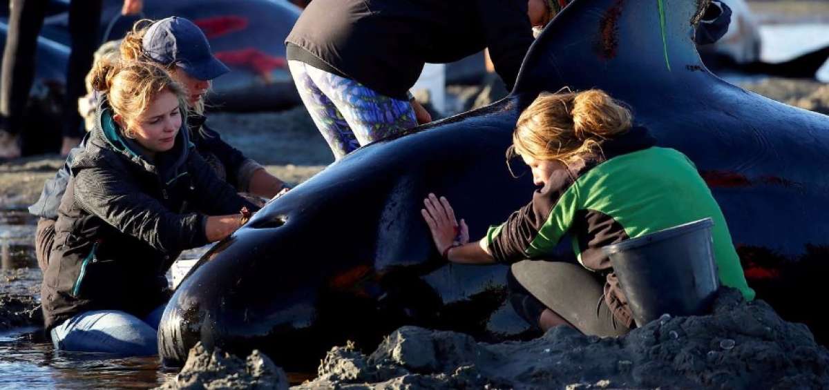 416 ballenas mueren encalladas  en una playa de Nueva Zelanda