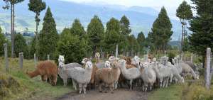 Esta especie vive en los p&aacute;ramos de las comunidades pertenecientes     a Tush&iacute;n. Los animales reproductores fueron tra&iacute;dos del norte del pa&iacute;s y tambi&eacute;n de Per&uacute;.      