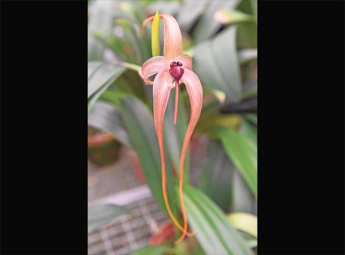 Las orqu&iacute;deas que adornan el mundo (GALER&Iacute;A)