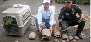 Los espec&iacute;menes fueron trasladados al centro de tenencia ZooCoca para su valoraci&oacute;n y atenci&oacute;n m&eacute;dico veterinaria.