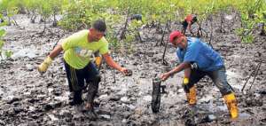 Los concheros tiene una dif&iacute;cil tarea todos los d&iacute;as, pero ellos saben donde est&aacute; el mejor producto para llevar al mercado de Machala, Cuenca o Loja. Foto: Fabricio cruz/el telegrafo