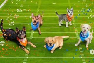 El Puppy Bowl es el encuentro deportivo más tierno que verás en televisión. 