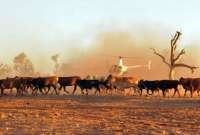 La controvertida medida será para frenar el daño medioambiental producido por las vacas.