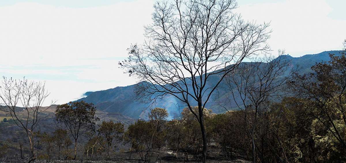 El fuego redujo a cenizas la vegetaci&oacute;n en la parroquia Molleturo que forma parte del Macizo de El Cajas. Muchas aves y animales se perdieron.