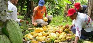 Ecuador asume presidencia de la Organizaci&oacute;n Internacional del Cacao