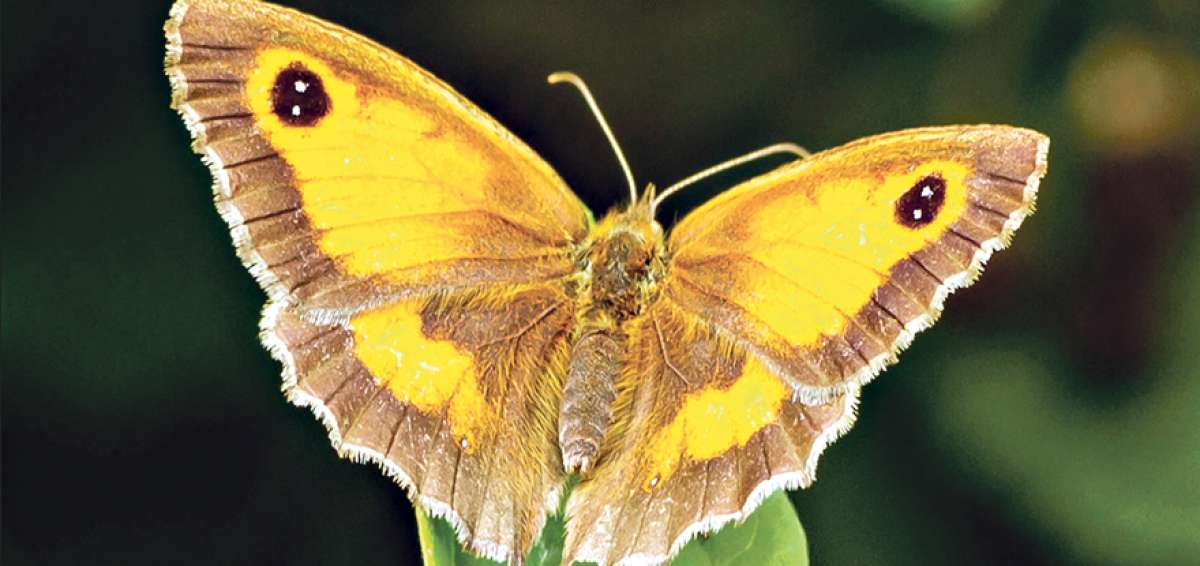 La Polygonia c-album es una de las que se observa en menor cantidad en Europa. 
