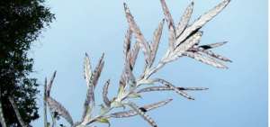 Nueva especie de bromelia hallada en Ecuador.