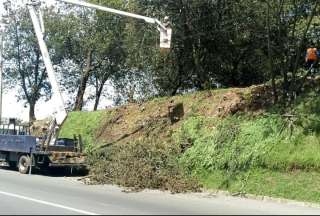 En lo que va del 2025, 836 árboles caídos o en riesgo de colapsar fueron atendidos por brigadas. 