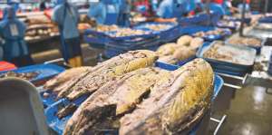 Nirsa proces&oacute; entre 500 y 600 toneladas de pescado al d&iacute;a y 250.000 libras de camar&oacute;n. Foto: Jos&eacute; Mor&aacute;n / El Tel&eacute;grafo