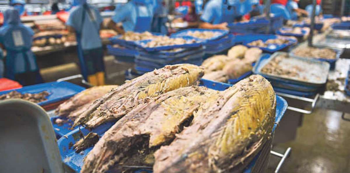 Nirsa proces&oacute; entre 500 y 600 toneladas de pescado al d&iacute;a y 250.000 libras de camar&oacute;n. Foto: Jos&eacute; Mor&aacute;n / El Tel&eacute;grafo