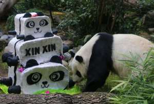 La última panda en México podría morir sin descendencia