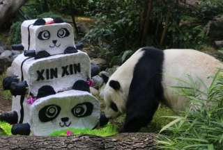 La última panda en México podría morir sin descendencia