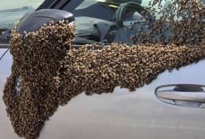 Un enjambre de abejas gener&oacute; tensi&oacute;n en los habitantes del sur de Israel.