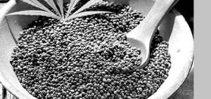 Este mercado se abre como una oportunidad para recuperar la econom&iacute;a del pa&iacute;s, los productores creen que es imperante contar con una normativa favorable para la industrializaci&oacute;n del c&aacute;&ntilde;amo.
