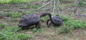 Las tortugas de la especie Chelonoidis chathamensis pesaban entre 15 y 30 libras, y med&iacute;an entre 30 y 50 cent&iacute;metros de largo en promedio.  