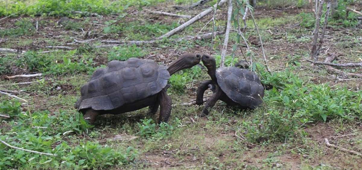 Las tortugas de la especie Chelonoidis chathamensis pesaban entre 15 y 30 libras, y med&iacute;an entre 30 y 50 cent&iacute;metros de largo en promedio.  