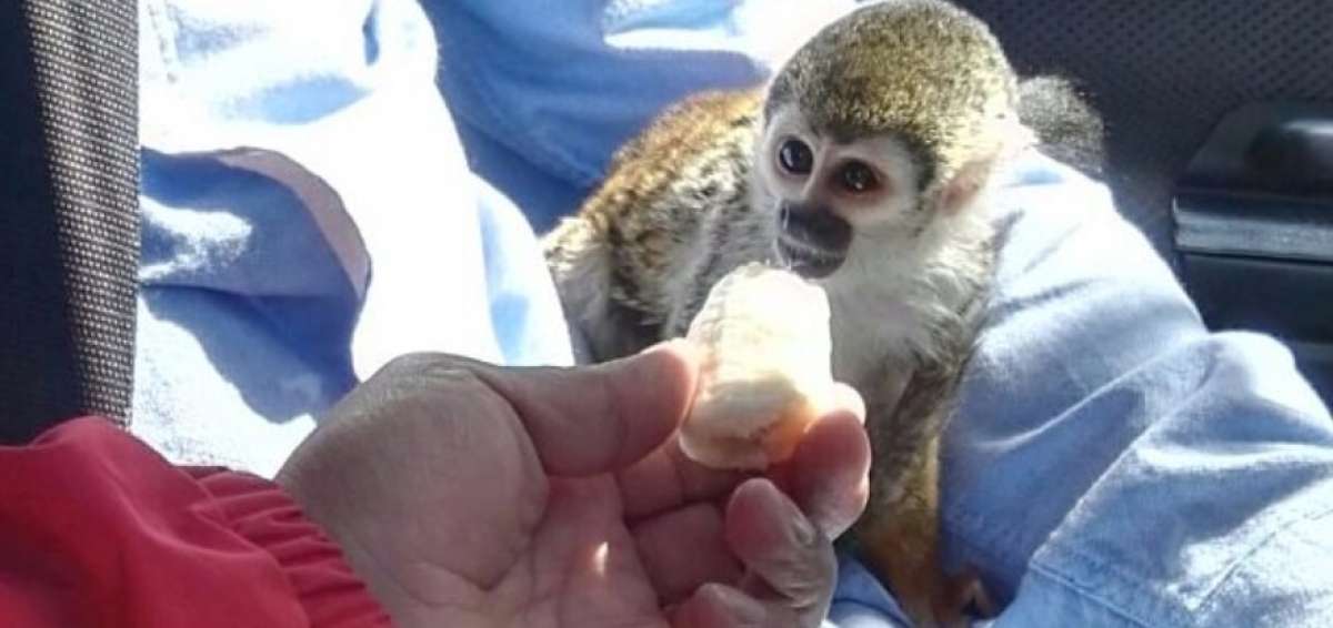 Especie de mono en peligro de extinci&oacute;n fue rescatado de las calles del sur de Quito