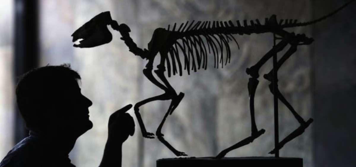 Ancestros de dinosaurios se parec&iacute;an poco a las especies conocidas