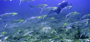 Un buzo se desplaza entre una bandada de Machetes (Elops Affinis) en el Mar de Cort&eacute;s. Este es un sitio de estudio sobre el estado de los peces.