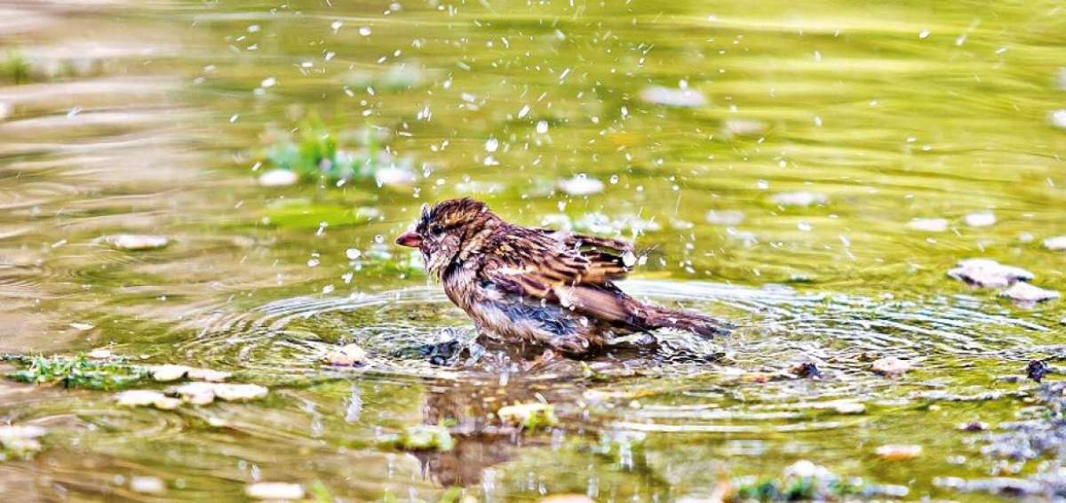 A la cascada Guadir le acompa&ntilde;a una variada fauna